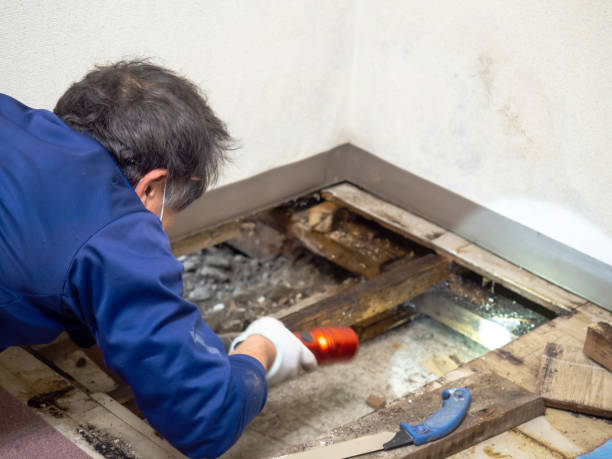 Best Attic Mold Removal  in Coudersport, PA