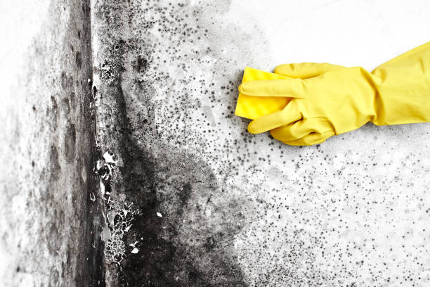 Best Mold Removal Company Near Me  in Coudersport, PA