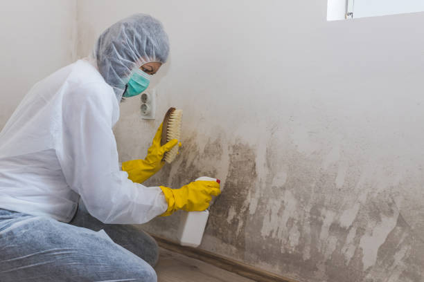 Mold Testing and Removal in Coudersport, PA