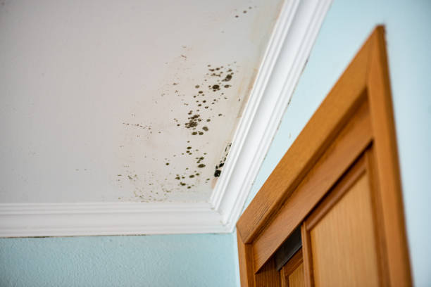 Best Same-Day Mold Removal  in Coudersport, PA