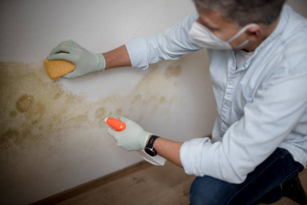 Best Emergency Mold Removal  in Coudersport, PA