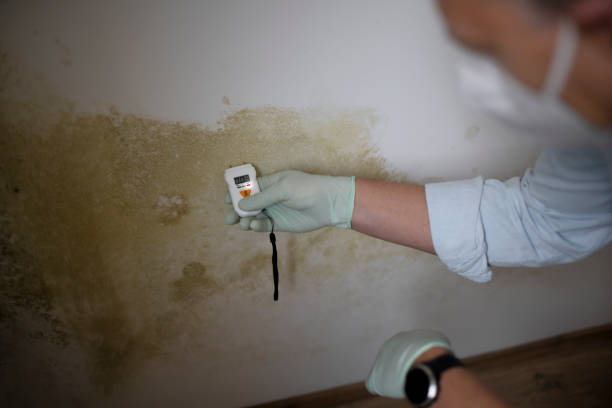 Best Mold Testing  in Coudersport, PA