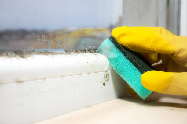 Best Emergency Mold Removal  in Coudersport, PA