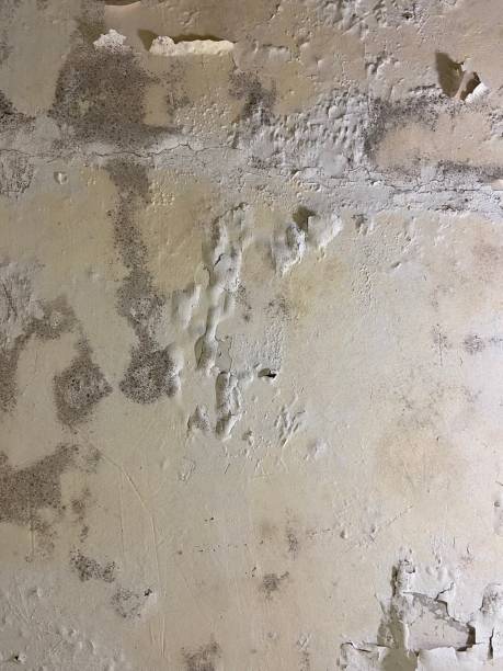 Best Fast Mold Removal  in Coudersport, PA