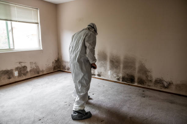 Best Mold Remediation  in Coudersport, PA