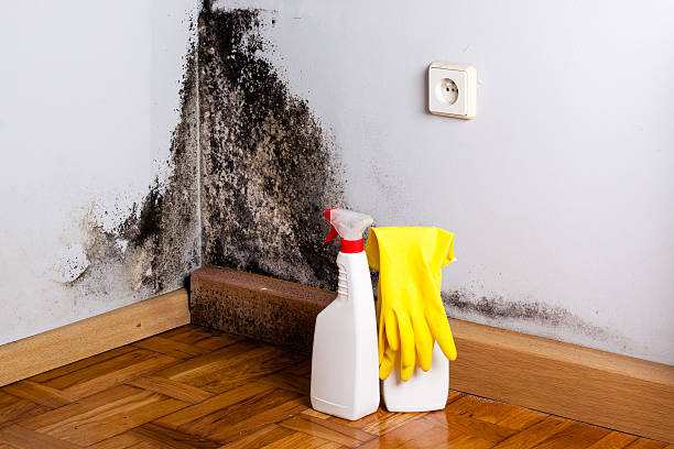 Best Residential Mold Removal  in Coudersport, PA