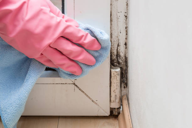 Best Mold Remediation Services  in Coudersport, PA