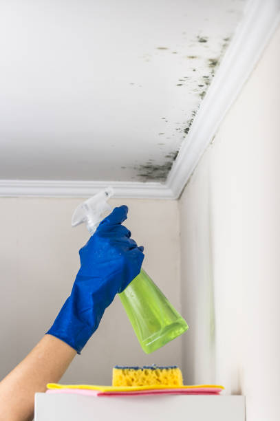 Best Commercial Mold Removal  in Coudersport, PA